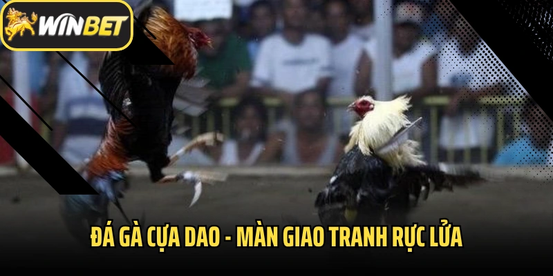 Đá Gà Cựa Dao